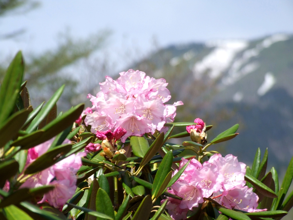 町花